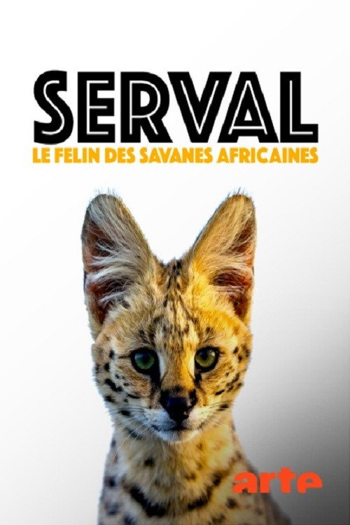 Movie poster for Servale - Afrikas unbekannte Katzen (2018)