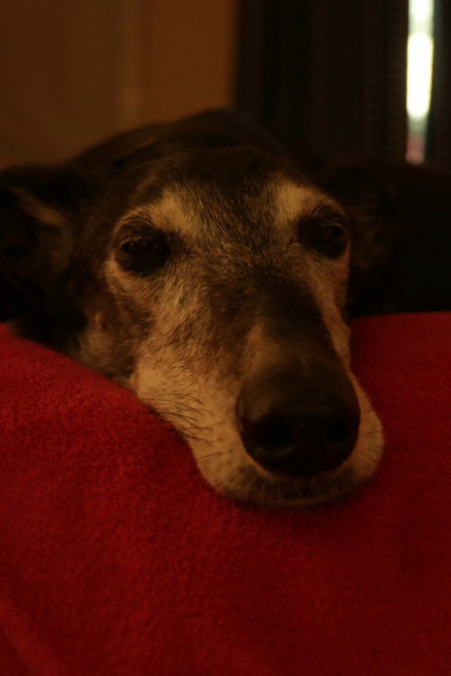Photo of Bobby the dog, Acting