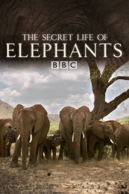 The Secret Life of Elephants poster
