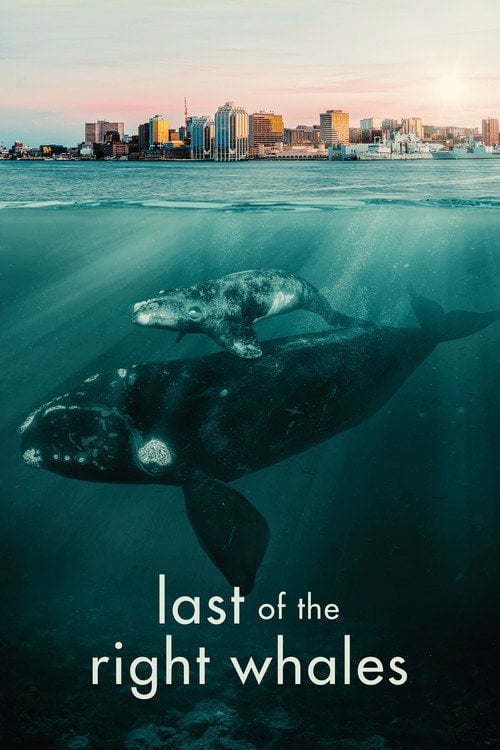 Movie poster for Last of the Right Whales (2021)