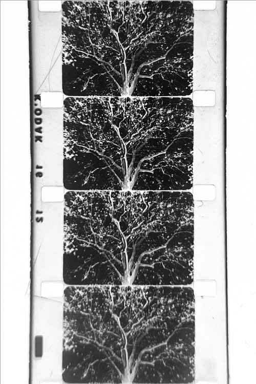 Movie poster for un arbre (2024)
