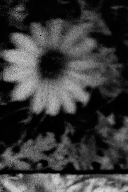 Movie poster for Petals and Feathers (2020)