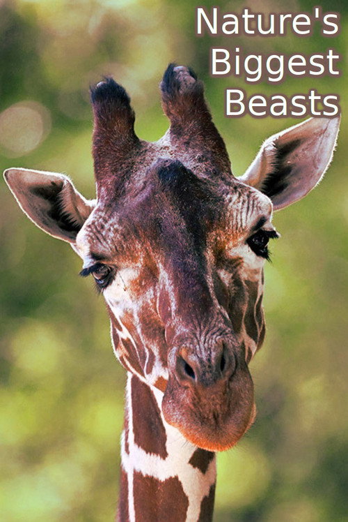 Movie poster for Nature's Biggest Beasts (2018)