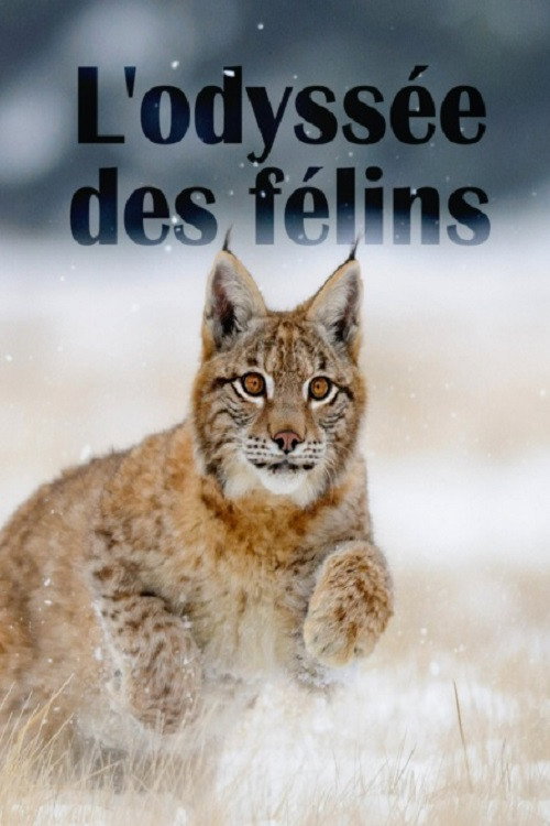 Movie poster for The Odyssey Of Felines (2015)