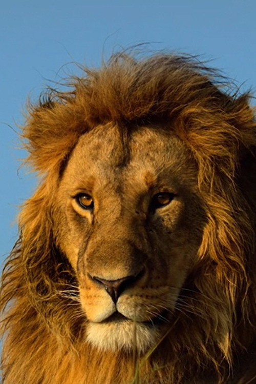 Movie poster for Serengeti (2023)