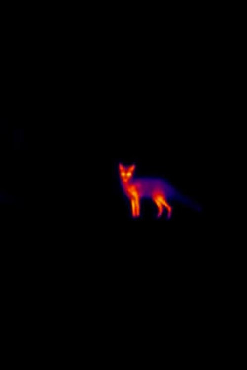 Movie poster for Laika (2021)