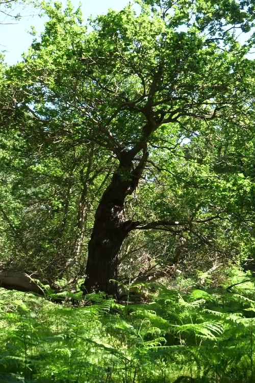 Movie poster for Arboreal (2021)
