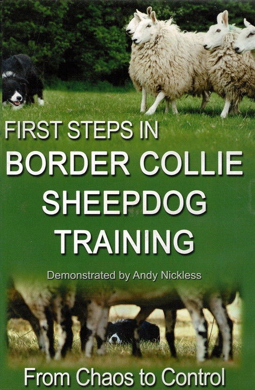 First Step in Border Collie sheepdog Training poster