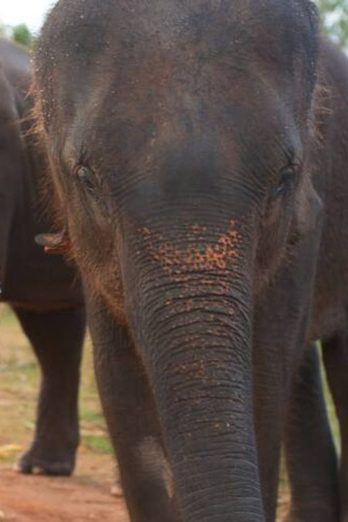 Photo of Bong, Acting