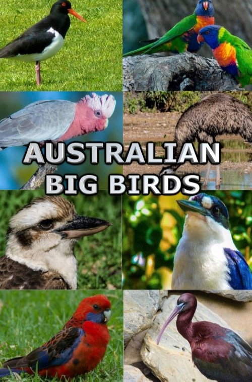 Movie poster for Australian Big Birds (2021)