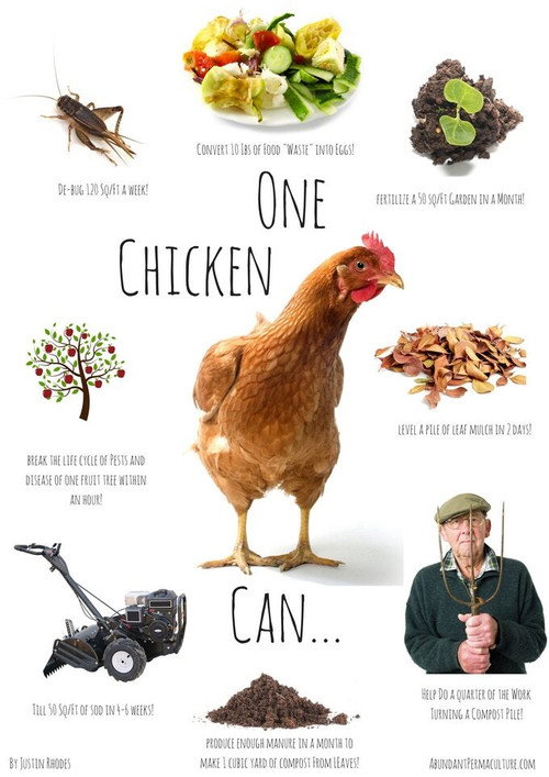 Movie poster for Permaculture Chickens