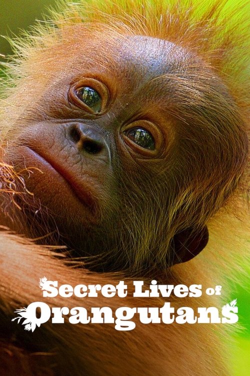 Movie poster for Secret Lives of Orangutans (2024)