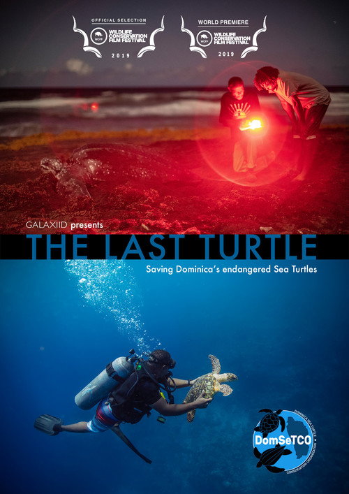 Movie poster for The Last Turtle (2019)