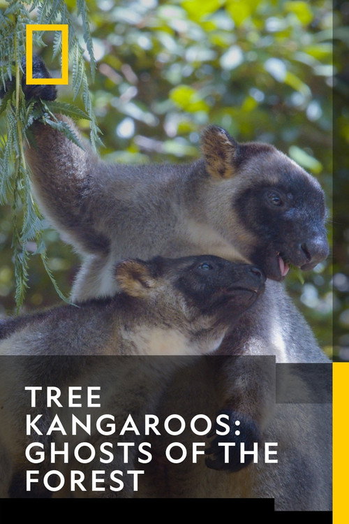 Movie poster for Tree Kangaroos: Ghosts of the Forest (2022)