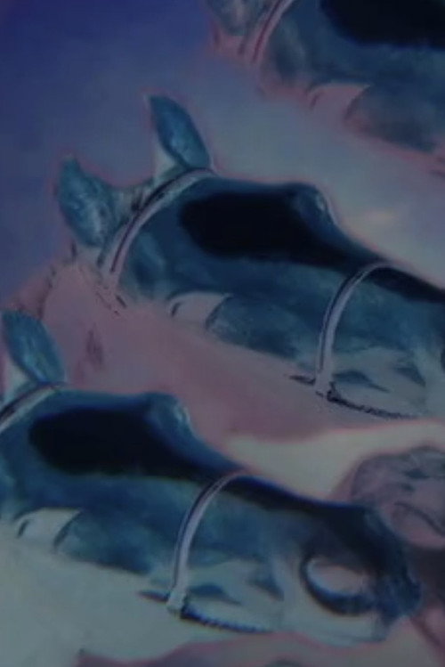 Movie poster for Drowning Horses