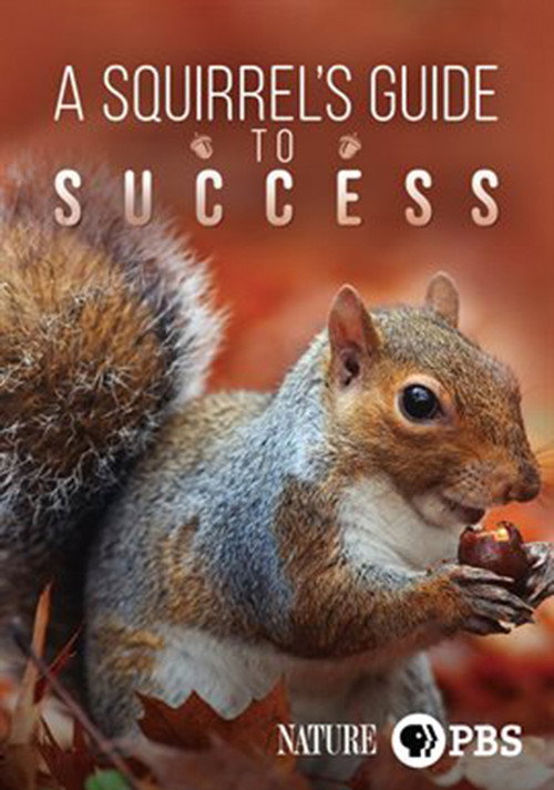 Movie poster for A Squirrel's Guide to Success (2018)