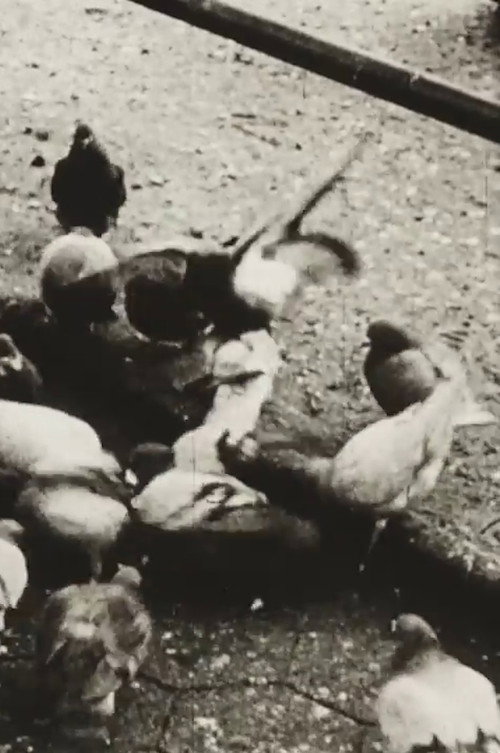 Movie poster for The Aviary (Short Sound Version) (1955)
