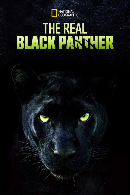 Movie poster for The Real Black Panther (2020)