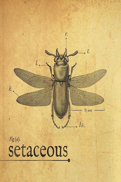 Movie poster for Setaceous (2017)