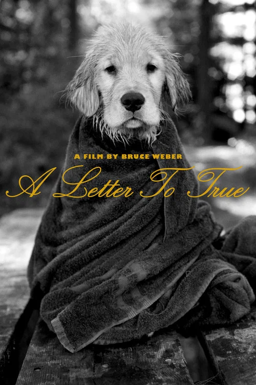 Movie poster for A Letter to True (2004)