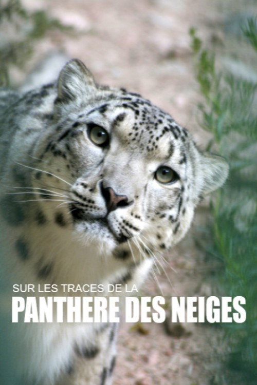 Movie poster for Sur les traces de la panthère des neiges (2018)