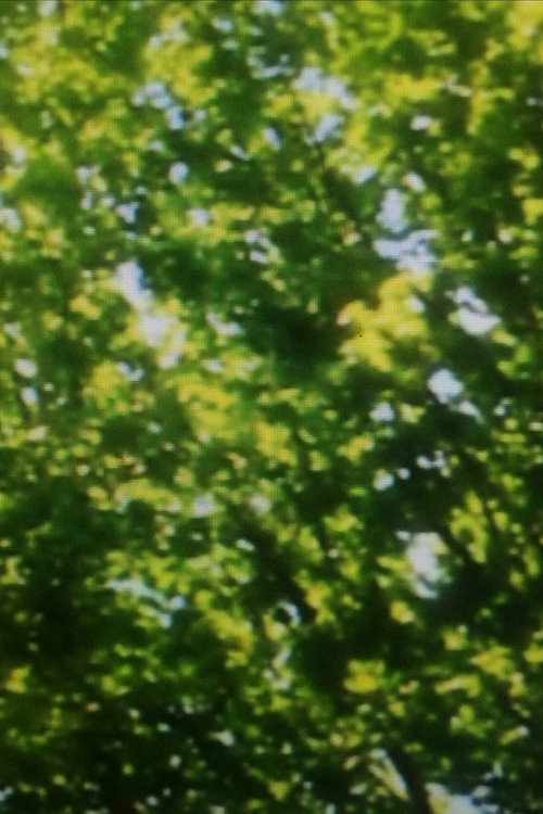 Movie poster for Green Leaves (2025)