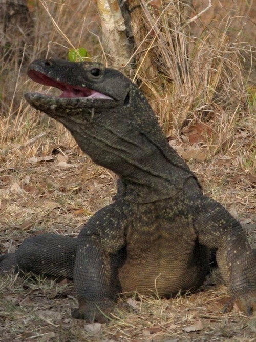 Movie poster for The Natural World--Komodo: The Deadly Bite (2011)