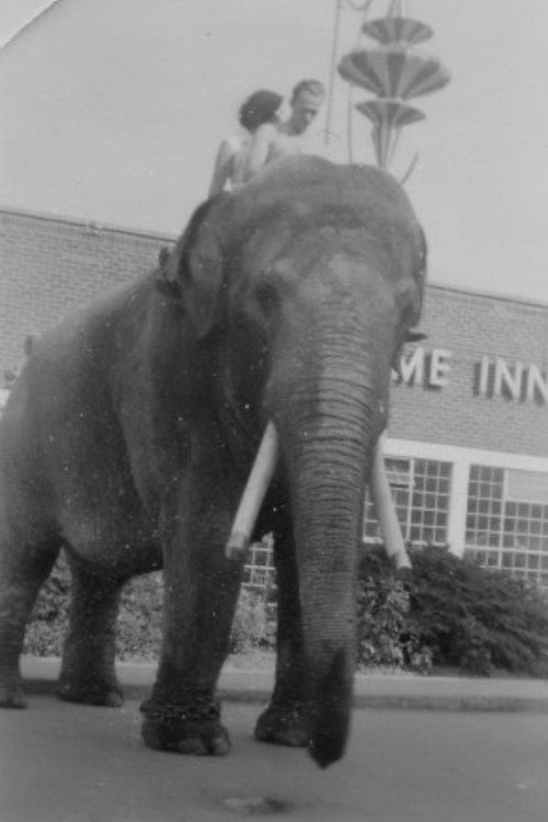 Photo of Charlie the Elephant, Acting