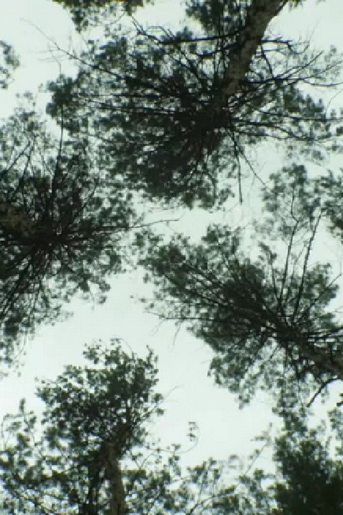 Nature_Nature poster