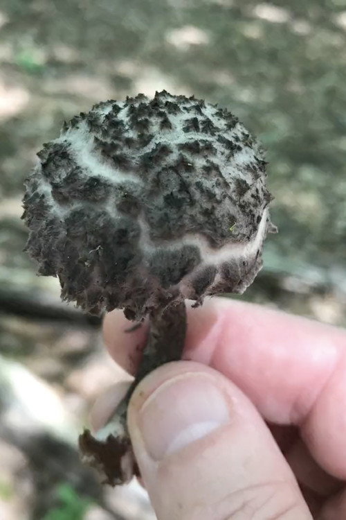 Movie poster for EROS BDAY MUSH.mov (2022)