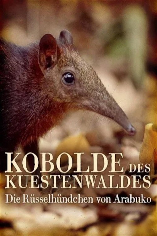 Movie poster for Rainforest Pixies: The Mysterious Rhynchocyon Shrew of Arabuko (2007)
