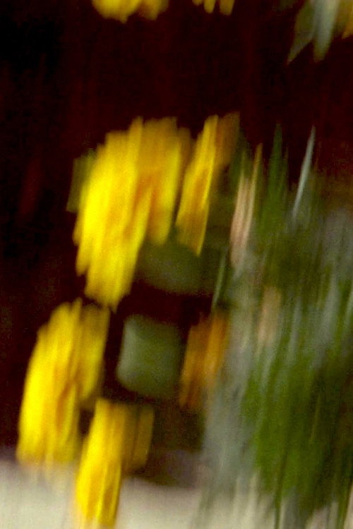 Movie poster for Garden Variety (2023)