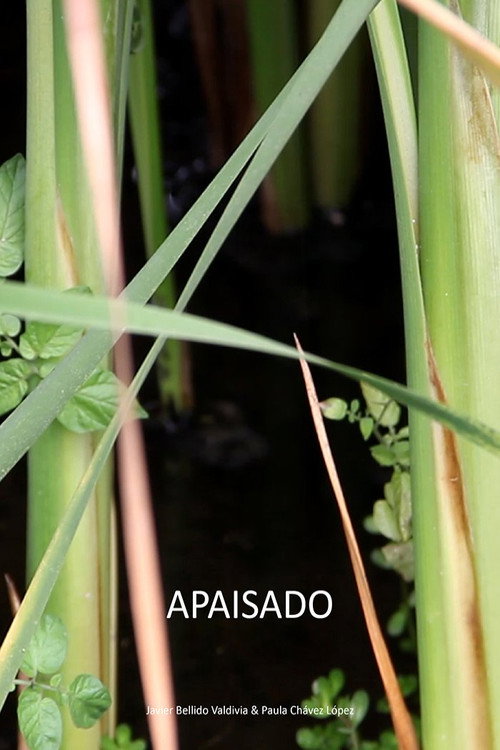Movie poster for Apaisado (2020)