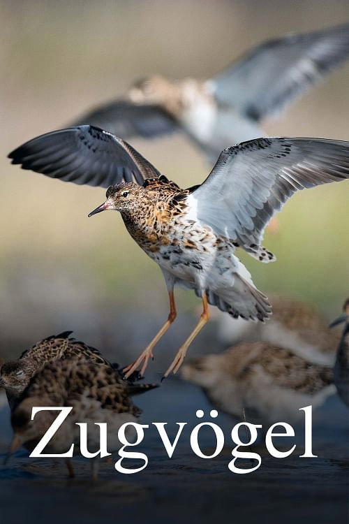 Movie poster for Zugvögel - Ein Jahr vergeht im Flug (2023)