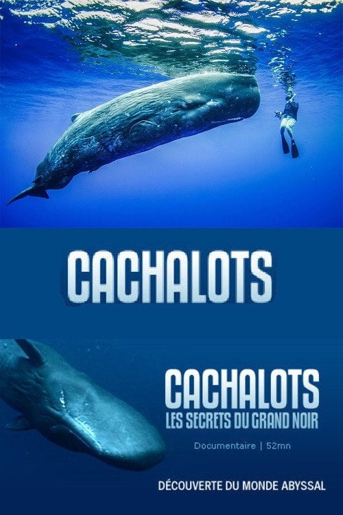 Movie poster for Cachalots, les Secrets du Grand Noir (2005)