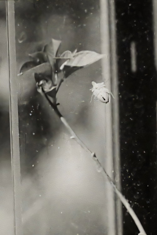 Movie poster for Glasshouse (1964)