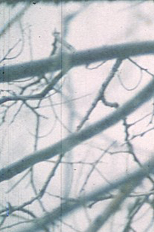 Movie poster for Wintergarden. Hudson River Diary Book: III (1973)
