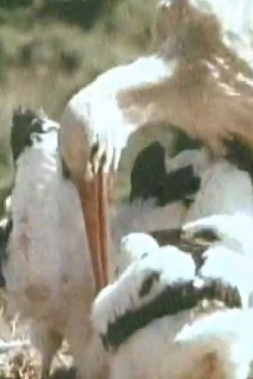 Movie poster for White Storks (1959)