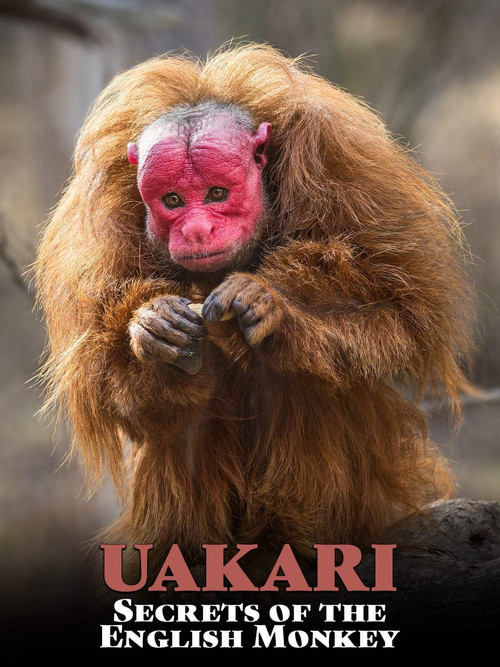 Movie poster for Uakari: Secrets of the English Monkey (2008)