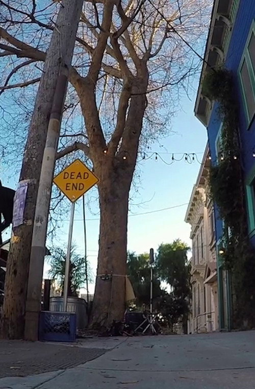 Movie poster for Tree Listening Test (2017)