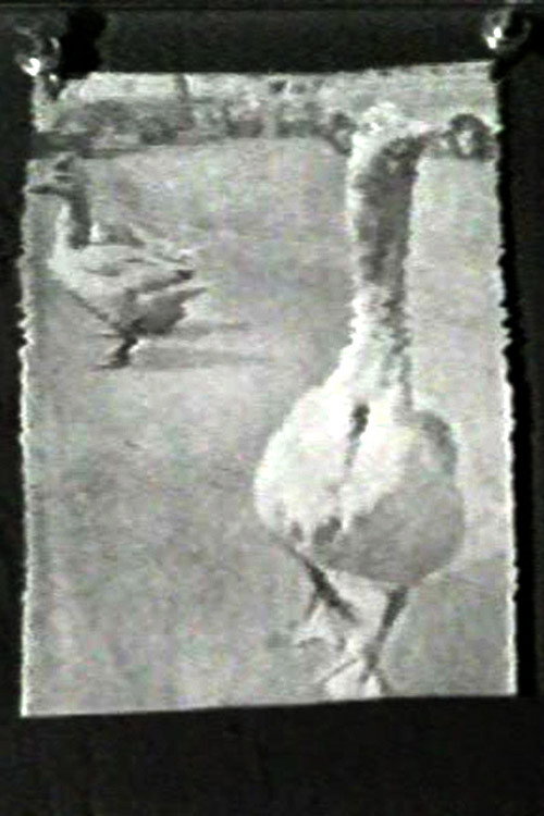 Movie poster for The Meaning of Various News Photos to Ed Henderson (1973)