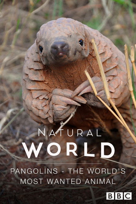 Movie poster for Pangolins: The World's Most Wanted Animal (2018)