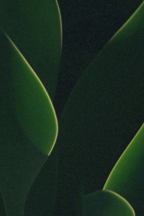 Movie poster for understory (2019)