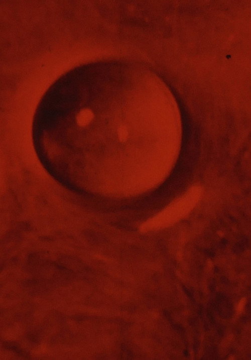 Movie poster for ASCENSION (1972)