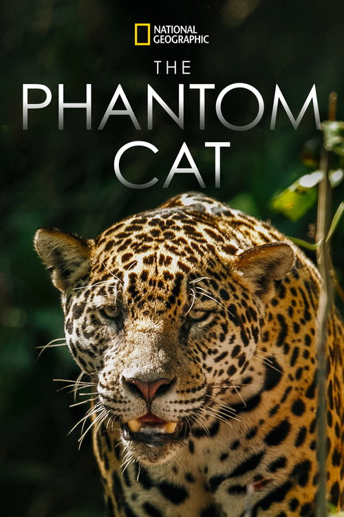 Movie poster for The Phantom Cat: Jaguar (2011)