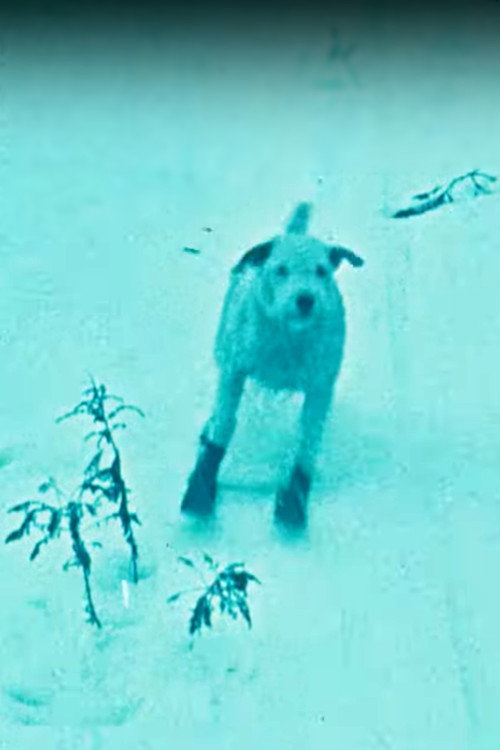Movie poster for A Winter's Tale (1922)