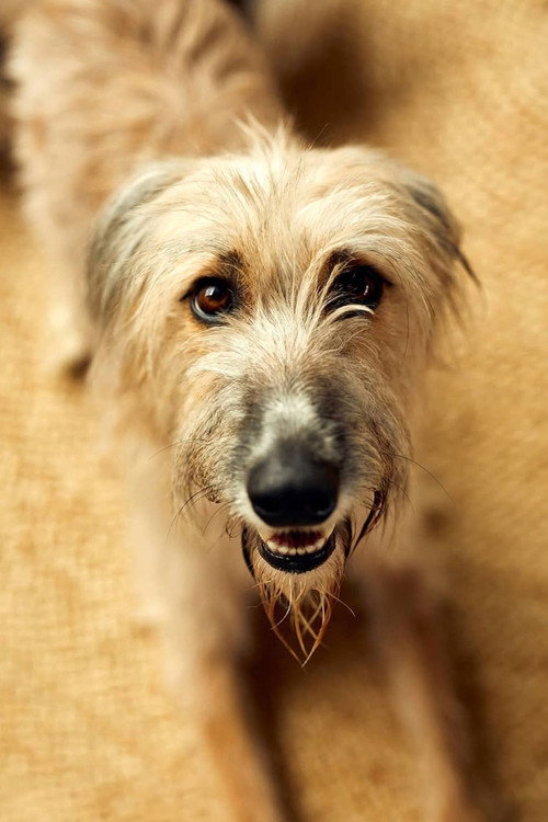 Photo of Rosie the Lurcher, Acting