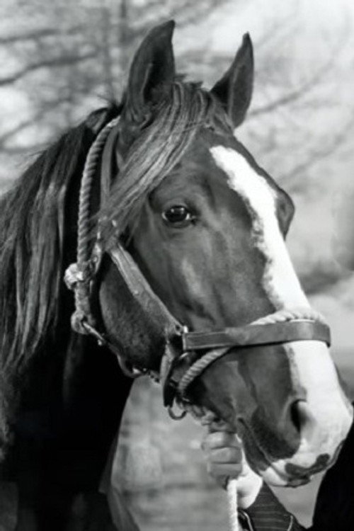Photo of Champion Jr., Acting
