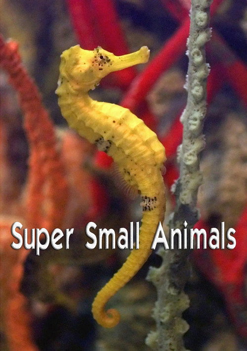 Movie poster for Super Small Animals (2017)