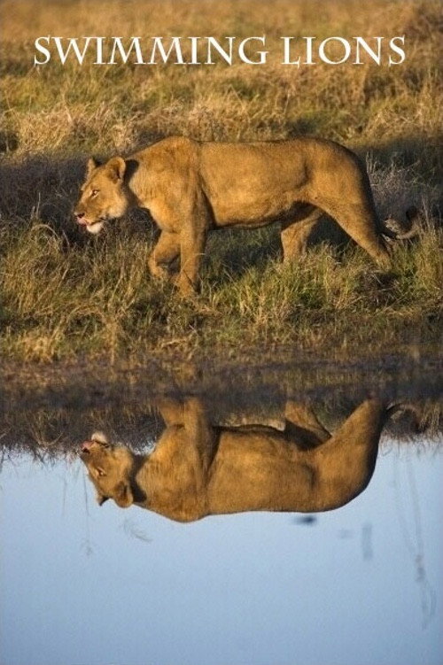 Movie poster for Swimming Lions (2003)
